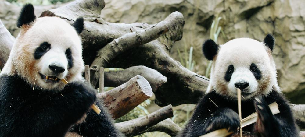 大熊猫受外国人喜爱这是真的吗？ - 聘外网