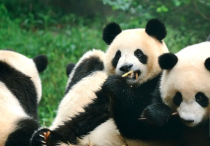 外国人爱大熊猫的N个理由